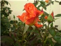 ružaa